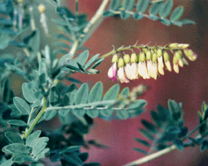 Click here to find research on the immune boosting benefits of astragalus